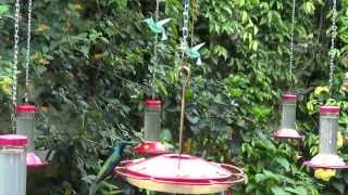 preview picture of video 'Hummingbirds at El Jardin Encantado, Finca La Tortuguita, San Francisco, Colombia (MAH06810)'