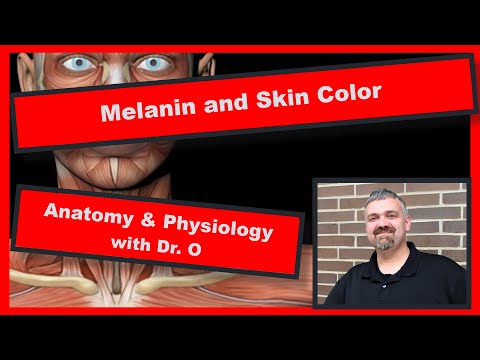 Melanin and Skin Color:  Anatomy and Physiology