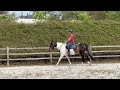 Grand poney- petit cheval