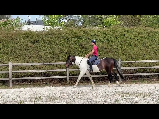 Grand poney- petit cheval