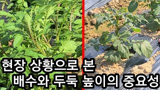 감자,고추밭 현장 상황으로 본 두둑높이와 배수 관수 의 중요성~귀농귀촌 전원일기 주말농장 텃밭