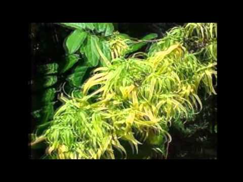 DJ Joss lay "AGA AGA KEHE 2016" 👍