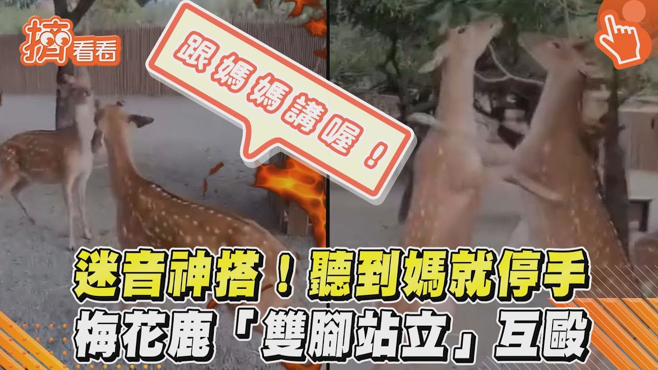 影音/迷因神搭!聽到媽就停手 梅花鹿「雙腳站立」互毆