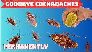 12 Natural WAYS to GET RID of COCKROACHES PERMANENTLY