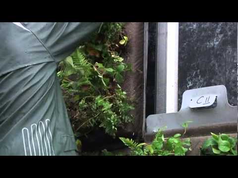 Dyr växtvägg ger grönare stad