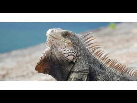 Puerto Rico in 4k (Panasonic GH4)