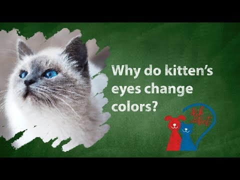 Ask the Vet: Why do kitten's eyes change color?