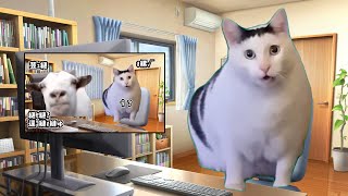 推しが猫ミームを投稿した #猫ミーム