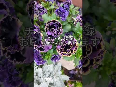 蘭ドラキュラシミア