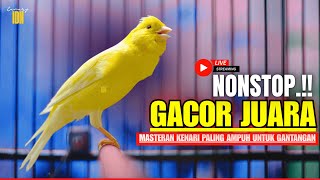Download lagu SUARA KENARI GACOR PANJANG 24 JAM! Pancingan Masteran Paling Ampuh Buat Kenari PAUD dan Macet Bunyi mp3 Download lagu SUARA KENARI GACOR PANJANG 24 JAM! Pancingan Masteran Paling Ampuh Buat Kenari PAUD dan Macet Bunyi mp3