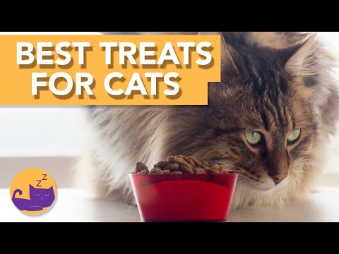 The BEST Treats for your cat! - Our TOP picks 🐾