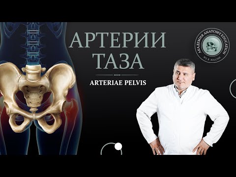 Внутренняя подвздошная артерия. Артерии таза / arteriae pelvis