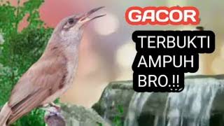 Download lagu masteran kombok tembakan gereja, Roppel helikopter cililin Fitser mp3 Download lagu masteran kombok tembakan gereja, Roppel helikopter cililin Fitser mp3