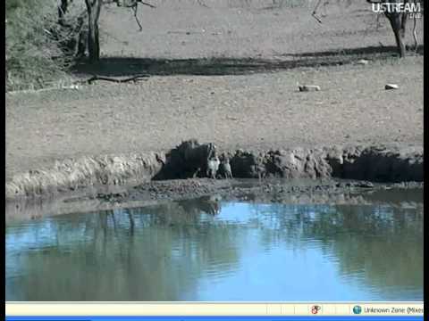Warthog with a Couple Piglets's at Pete's Pond on 01 05 2012
