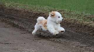 What are the differences between Havanese and Shih Tzu breeds?