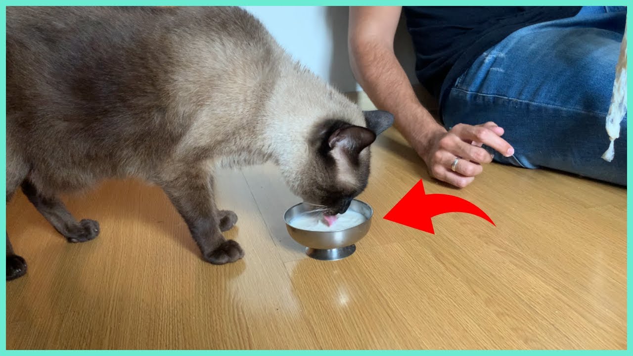 FIZ UM CHURU CASEIRO PARA MEUS GATOS