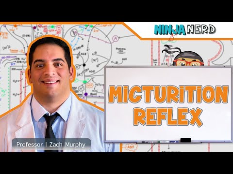 Renal | Micturition Reflex