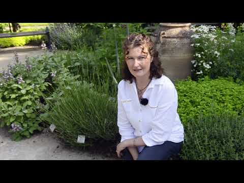 Det doftar i örtagården med Efva Kinnerfors