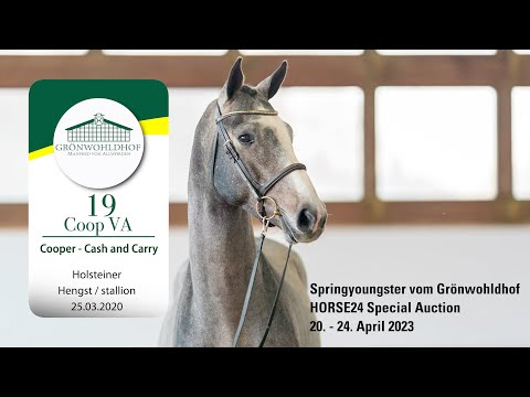 Springyoungster Auktion Lot 19 Coop VA Hengst v. Cooper - Cash and Carry