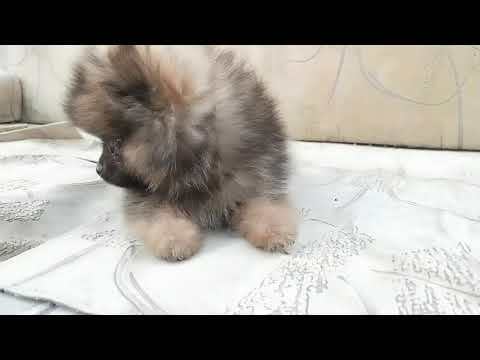 Hetvee pet's Ahmedabad Gujarat 9898828609