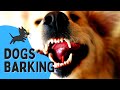 REAL Barking Dog Sounds || Woof Woof! | Live Dogs Barking