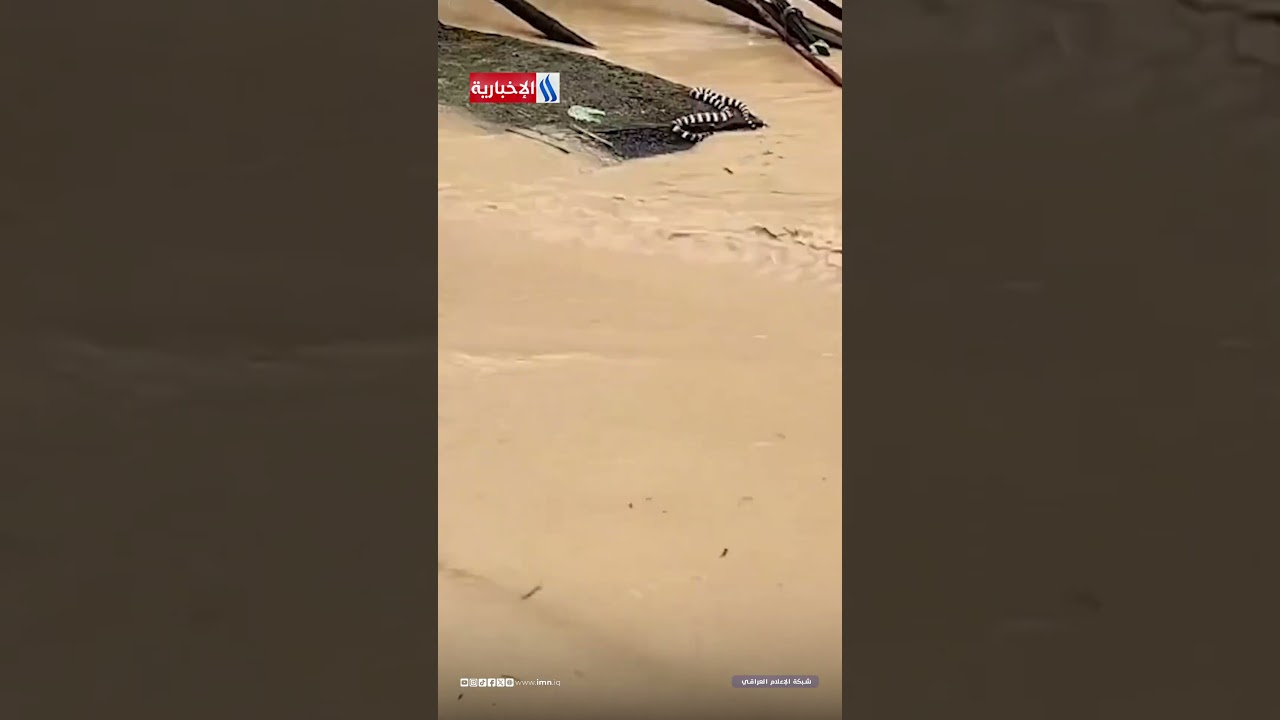 فيديو | الصين: إعلان حالة الطوارئ بعد هروب 900 أفعى كوبرا سامة من مزرعة غمرتها مياه الفيضانات