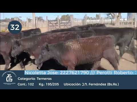 Lote Hembras - Juan NFernandez Bs As