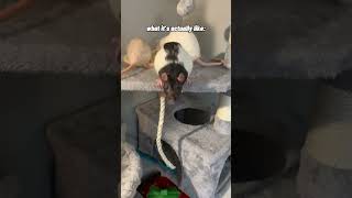 Download lagu Pet Rats - Expectation vs Reality mp3