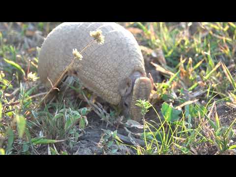 Three-banded armadillo (Tolypeutes tricinctus)