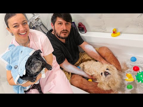 Köpeklerimiz Bizi Yıkadı  | Sahip Yıkama Vlog