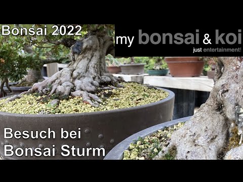 Bonsai 2022-39 - QUICK STOP! - Visit to Bonsai Sturm