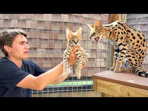 SURPRISING MY CATS GONE WRONG ! I CANT BELIEVE THIS HAPPENED…