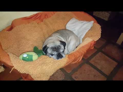 "MOPSI THE PUG" and the vacuum cleaner