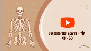 Dayaq-hərəkət aparatı (40-60) TAİM