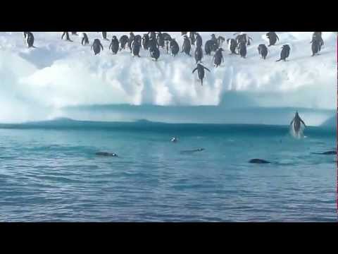 Penguins jumping out of water