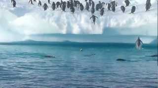 Penguins jumping out of water