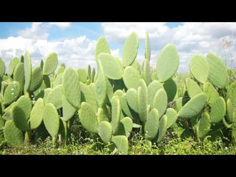 licuado de nopal piña y apio - Qué contraindicaciones tiene el jugo de nopal?