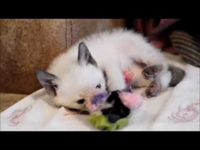 Viosna*PL Thai Cats - Miot H "Dorwac mysz"