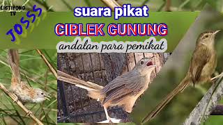 Download lagu suara pikat CIBLEK GUNUNG terbaru.suara andalan para pemikat jitu mp3