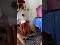 A Menina Dançarina