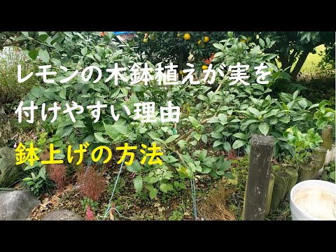 鉢植えのレモンの木はどのくらいの温度に耐えることができますか?冬に取り込んだほうがいいでしょうか？  庭園