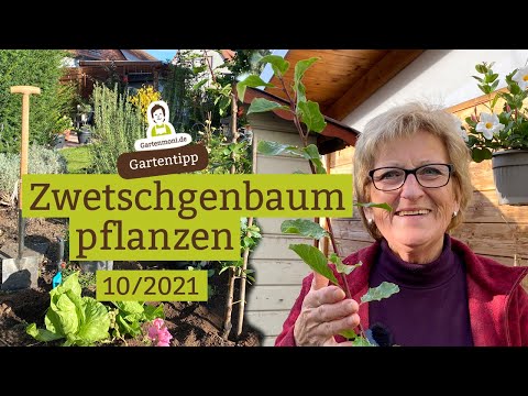 , title : 'Säulen-Zwetschgenbaum pflanzen - Pflanztipps für Obstbäume'