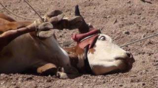 preview picture of video '2010 Cheyenne Rodeo Animal Injuries - the Truth is Exposed'