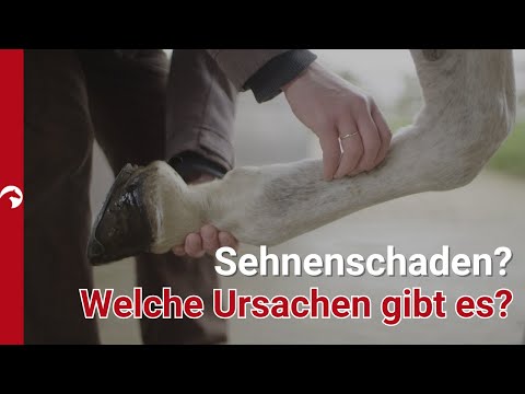 Sehnenschäden verstehen: Symptome, Ursachen und moderne Behandlungsmethoden