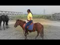 Pony Ride