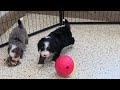 Mini Bernedoodle dogs for sale: Nabisco - Video 1