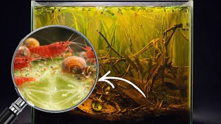 I Added Cucumber to My Aquarium… Shrimp, Snails & Hidden Microorganisms Came Out!