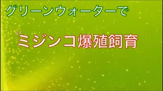 《金魚、メダカ》ミジンコを爆殖させてみた！
