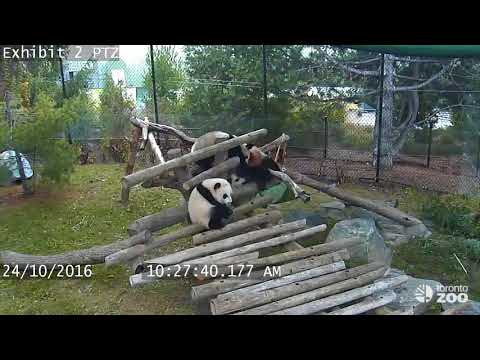 Hilarious Compilation of Panda's Taking a Tumble