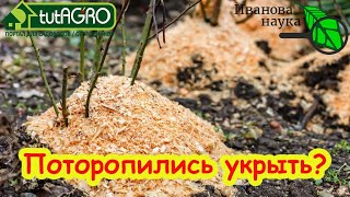 Секреты зимовки роз: как правильно укрыть, чтобы не загубить. Не спешите, вед?